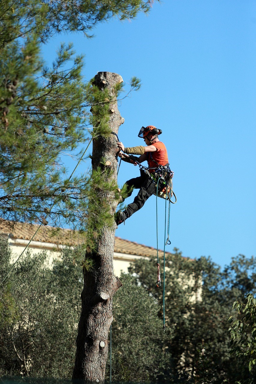 L’élagage d’un arbre