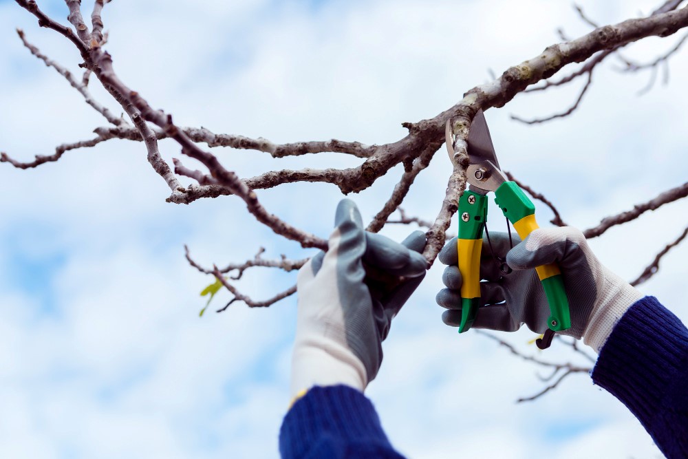 Guide pratique pour élaguer un arbre malade en toute sécurité