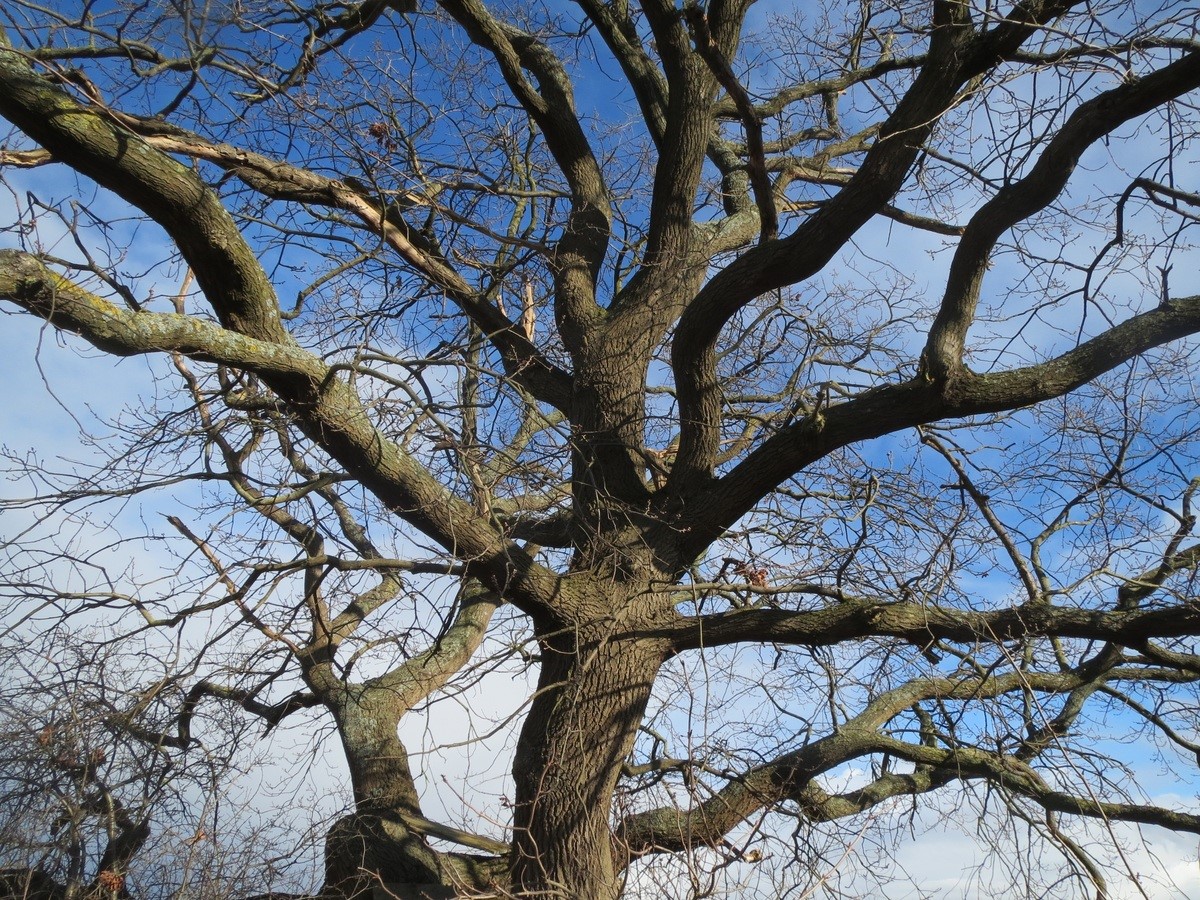 Tout ce qu’il faut savoir sur l’élagage des arbres en milieu urbain