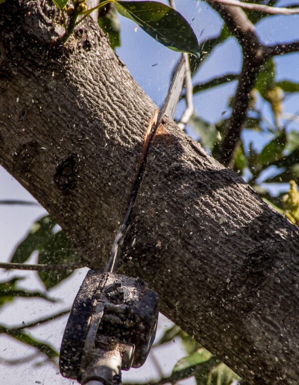 Comment choisir un professionnel pour l’abattage d’arbre ?