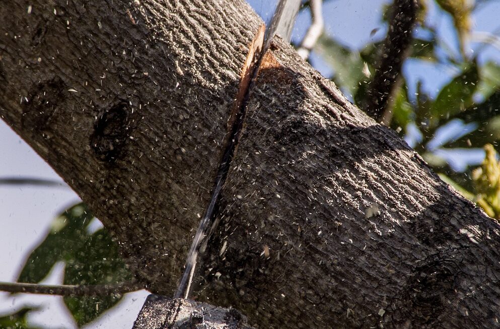 Comment choisir un professionnel pour l'abattage d'arbre