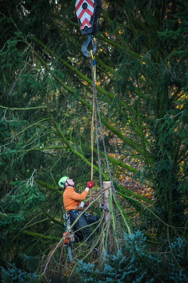 L’abattage d’arbre et la biodiversité : un équilibre fragile