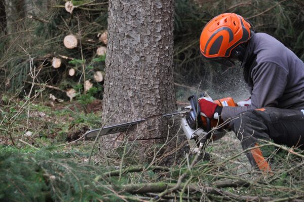 Techniques sécuritaires pour l’abattage d’arbre