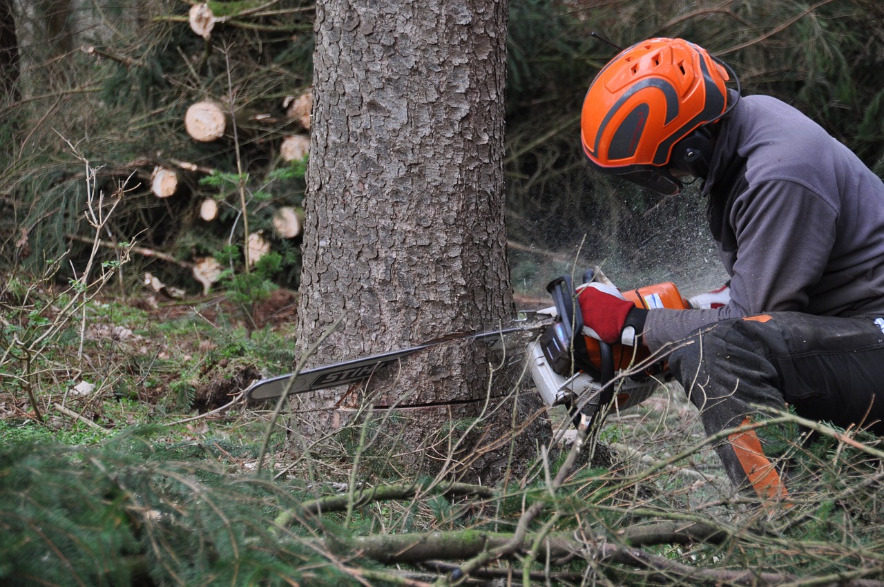 Techniques sécuritaires pour l abattage d arbre