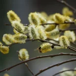 Les meilleures plantes pour attirer les pollinisateurs