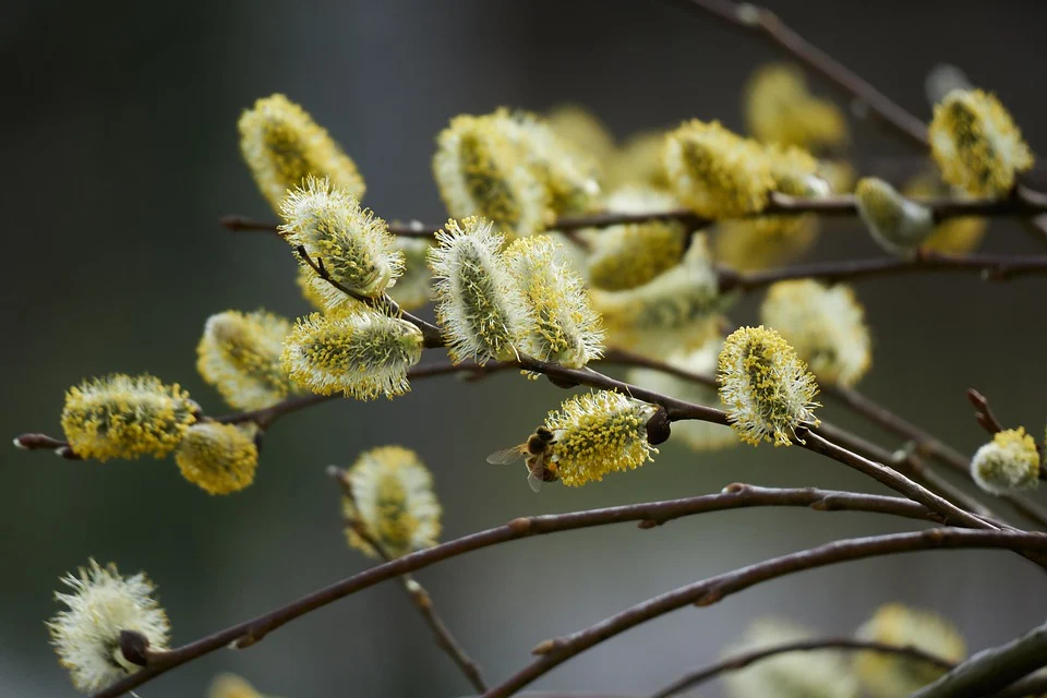 Les meilleures plantes pour attirer les pollinisateurs