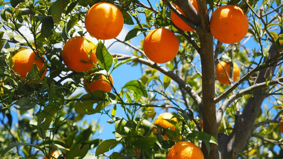 Les meilleures périodes pour la taille des arbres fruitiers