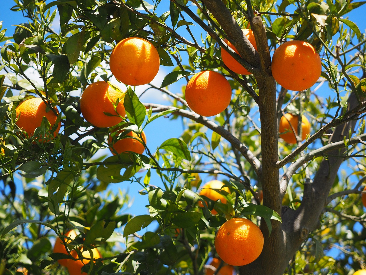 Les meilleures périodes pour la taille des arbres fruitiers